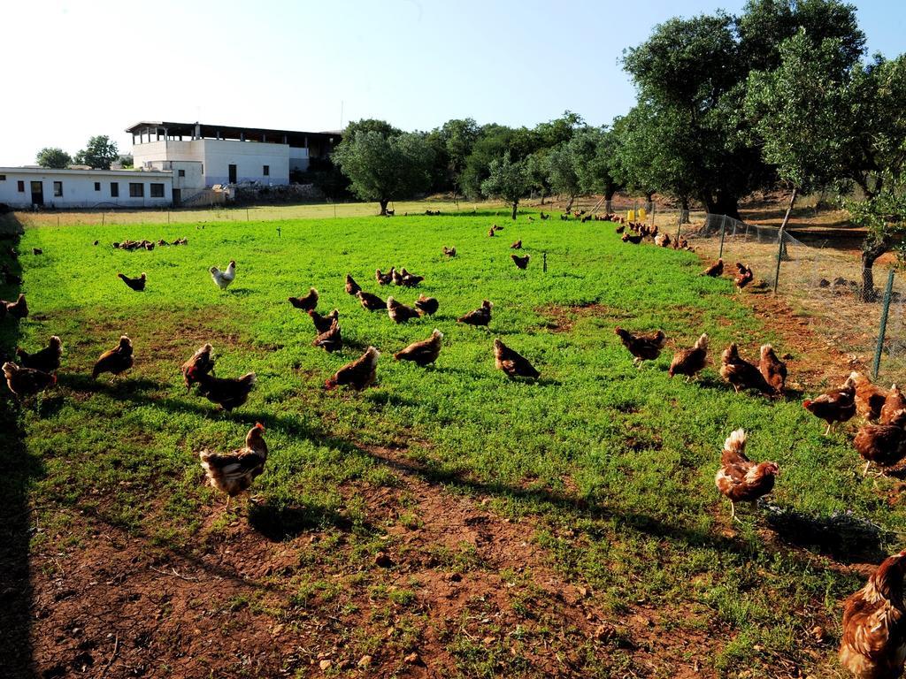 Agritria Di Umberto Anglisani Βίλα Ostuni Εξωτερικό φωτογραφία